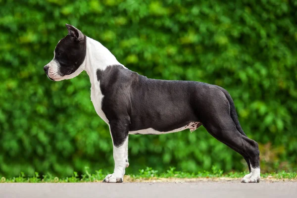 Outdoor Portrait Pit Bull — Stock Photo, Image