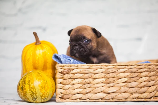 Nahaufnahme Mops Welpe Weidenkorb Der Nähe Von Kürbissen — Stockfoto