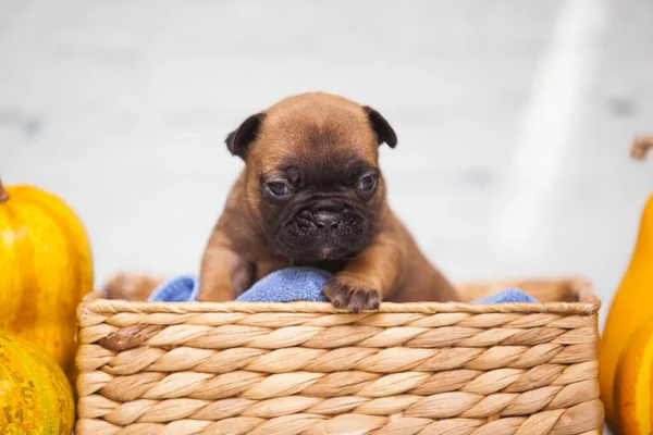 Nahaufnahme Mops Welpe Weidenkorb Der Nähe Von Kürbissen — Stockfoto