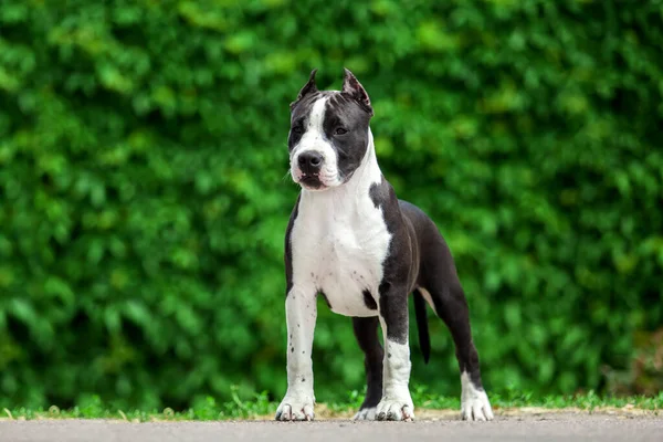 Outdoor Portret Van Pitbull — Stockfoto