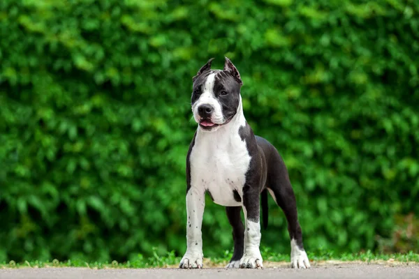 Retrato Aire Libre Pit Bull — Foto de Stock