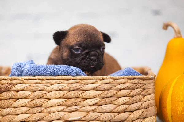 Nahaufnahme Mops Welpe Weidenkorb Der Nähe Von Kürbissen — Stockfoto