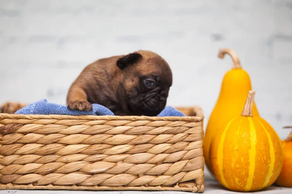 Nahaufnahme Mops Welpe Weidenkorb Der Nähe Von Kürbissen — Stockfoto