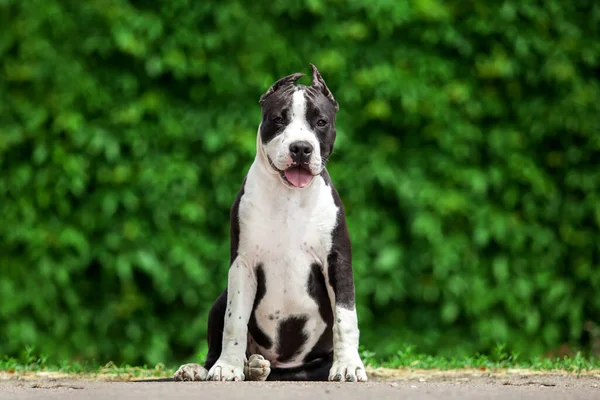 Ritratto Esterno Pit Bull — Foto Stock