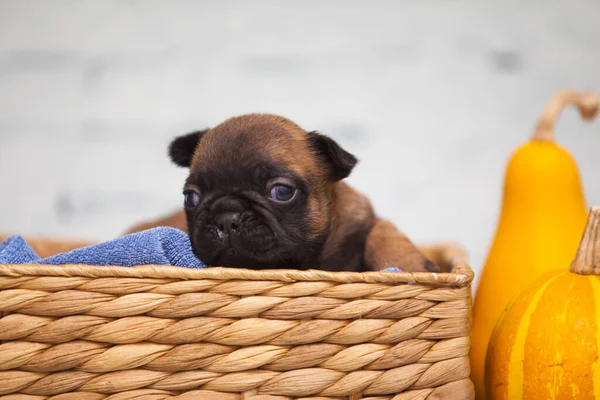 Nahaufnahme Mops Welpe Weidenkorb Der Nähe Von Kürbissen — Stockfoto