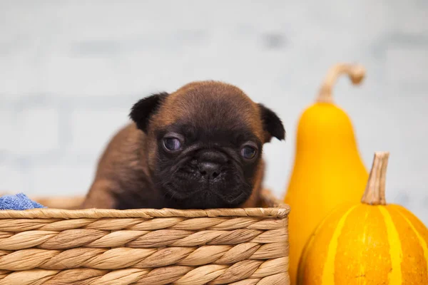 Niedliche Französische Bulldogge Welpen Aus Nächster Nähe — Stockfoto