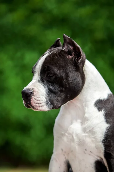 Outdoor Portrait Pit Bull — Stock Photo, Image