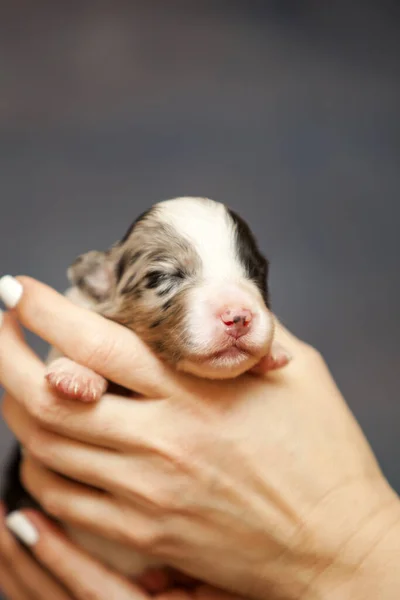 Pastor Australiano Lindo Perrito — Foto de Stock