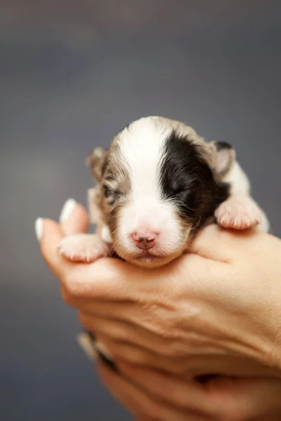 Pastor Australiano Lindo Perrito — Foto de Stock