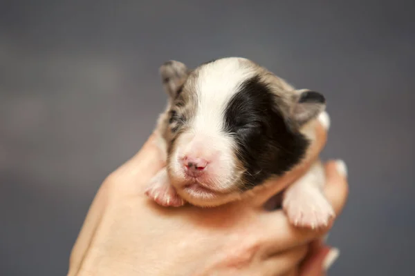 Australian Shepherd Cute Little Puppy — Stock Photo, Image