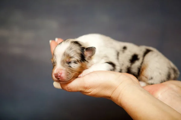 Pastor Australiano Lindo Perrito — Foto de Stock