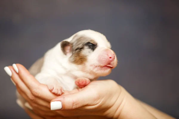 Pastor Australiano Lindo Perrito — Foto de Stock