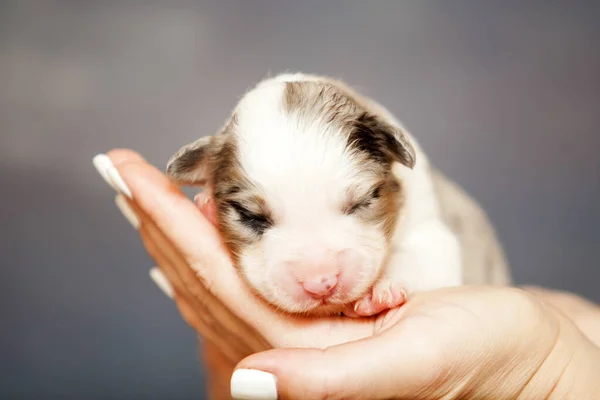 Pastor Australiano Lindo Perrito — Foto de Stock