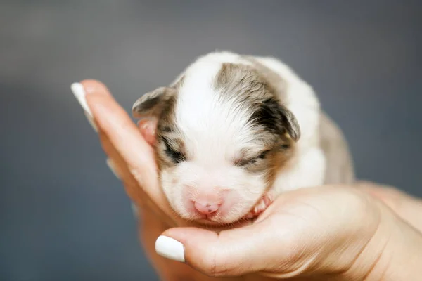 Pastor Australiano Lindo Perrito — Foto de Stock