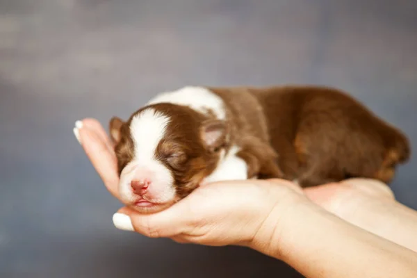 Pastor Australiano Lindo Perrito — Foto de Stock