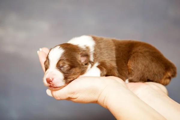 Pastor Australiano Lindo Perrito — Foto de Stock