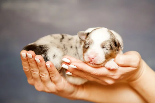 Pastor Australiano Lindo Perrito — Foto de Stock