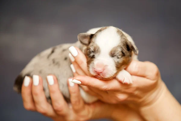 Pastor Australiano Lindo Perrito — Foto de Stock