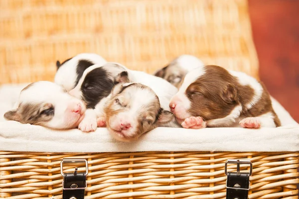 Australischer Schäferhund Niedliche Kleine Welpen — Stockfoto