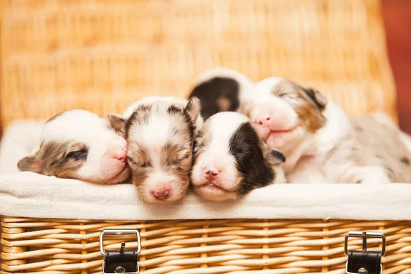 Avustralyalı çoban köpekleri.