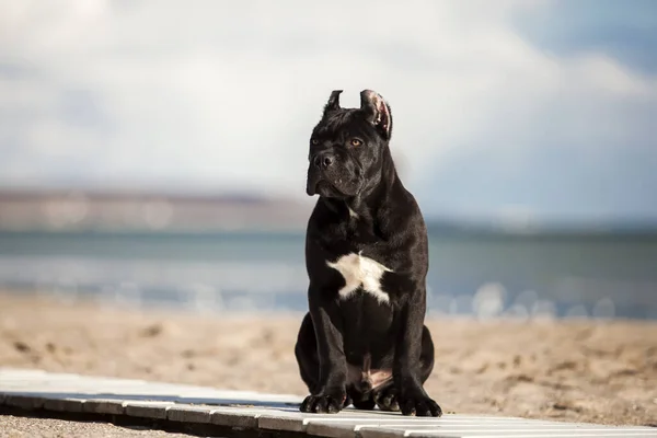 Yetişkin Baston Corso Kumsalda Köpek Yetiştiriyor — Stok fotoğraf