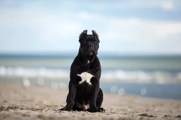 Дорослий Собака Порода Очерету Піщаному Пляжі — стокове фото