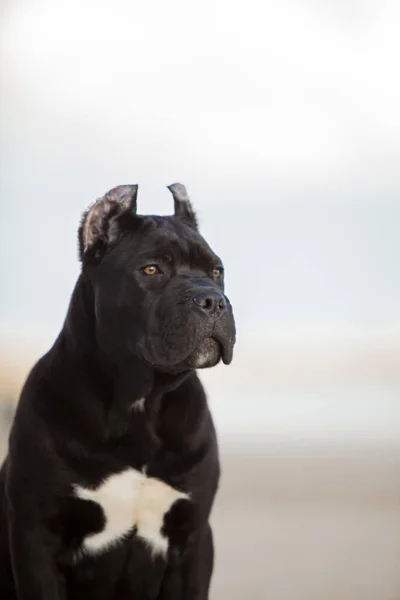 Dewasa Tongkat Anjing Corso Berkembang Biak Pantai Berpasir — Stok Foto