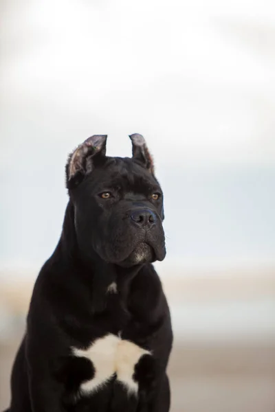 屋外でイタリアの杖コルソ犬 — ストック写真