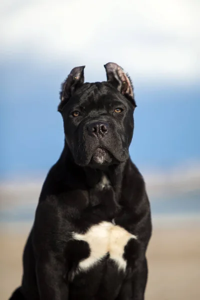 Talyan Cane Corso Köpeği Açık Havada — Stok fotoğraf