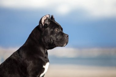 İtalyan Cane Corso köpeği açık havada