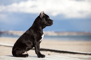 İtalyan Cane Corso köpeği açık havada