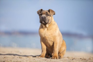 İtalyan Cane Corso köpeği açık havada