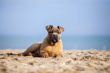 İtalyan Cane Corso köpeği açık havada