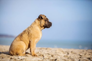 İtalyan Cane Corso köpeği açık havada