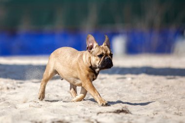 Denizdeki sevimli Fransız buldoğu.