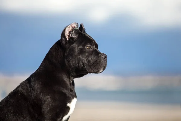 Talyan Cane Corso Köpeği Açık Havada — Stok fotoğraf