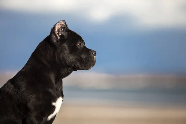 Perro Italiano Cane Corso Exterior —  Fotos de Stock