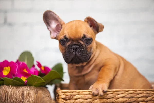 Bouledogue Français Dans Panier Osier Avec Des Fleurs — Photo