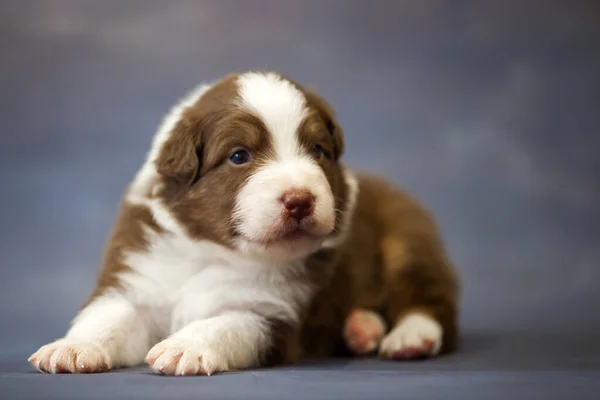 オーストラリアの羊飼いかわいい子犬 — ストック写真