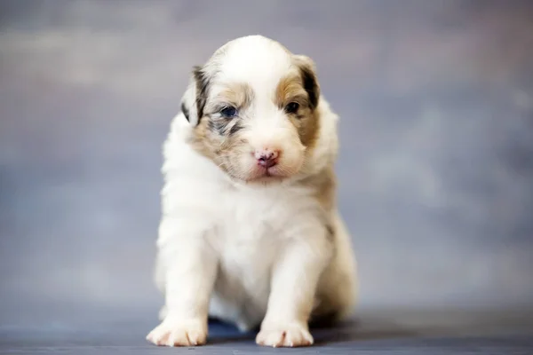 Pastor Australiano Filhote Cachorro Bonito — Fotografia de Stock