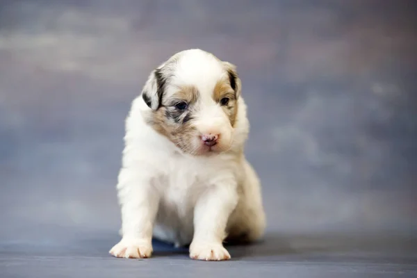 Pastor Australiano Filhote Cachorro Bonito — Fotografia de Stock