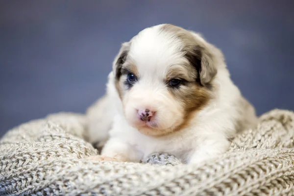 Pequeno Cachorro Pastor Australiano Bonito — Fotografia de Stock