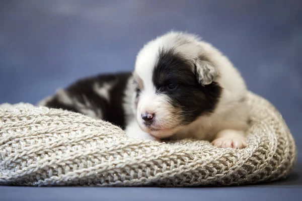 Little Cute Owczarek Australijski Szczeniak — Zdjęcie stockowe