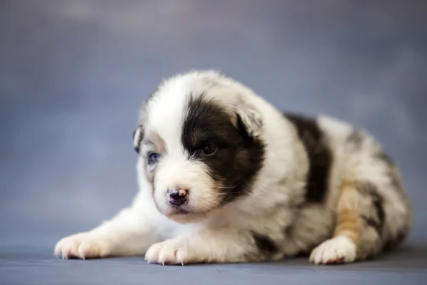 Lilla Söta Australiska Shepherd Valp — Stockfoto