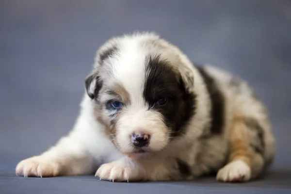 Pequeno Cachorro Pastor Australiano Bonito — Fotografia de Stock