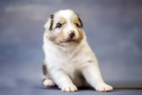 Lilla Söta Australiska Shepherd Valp — Stockfoto