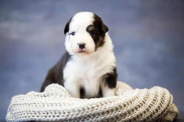 Little Cute Australian Shepherd Puppy — Stock Photo, Image