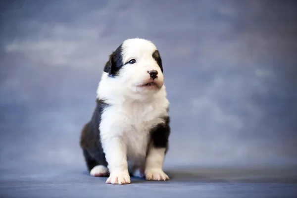 Little Cute Owczarek Australijski Szczeniak — Zdjęcie stockowe