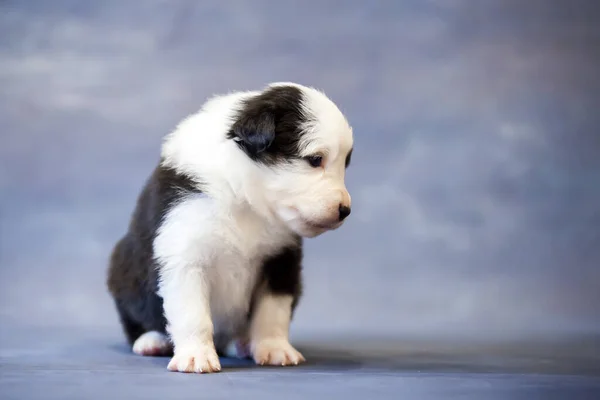 Little Cute Owczarek Australijski Szczeniak — Zdjęcie stockowe