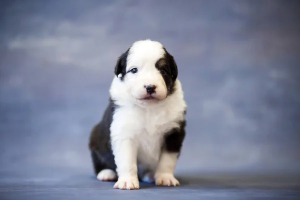 Pequeno Cachorro Pastor Australiano Bonito — Fotografia de Stock